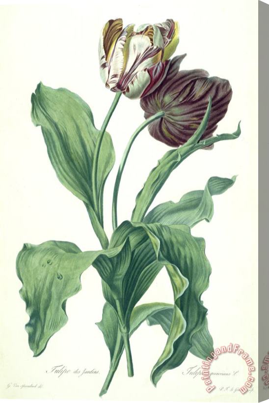 Gerard van Spaendonck Garden Tulip Stretched Canvas Print / Canvas Art