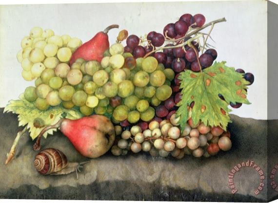 Giovanna Garzoni Snail with Grapes and Pears Stretched Canvas Print / Canvas Art