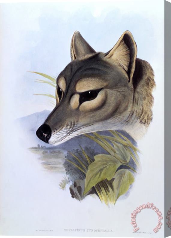 H. C. Richter Tasmanian Wolf, Thylacinus Cynocephalus Stretched Canvas Print / Canvas Art