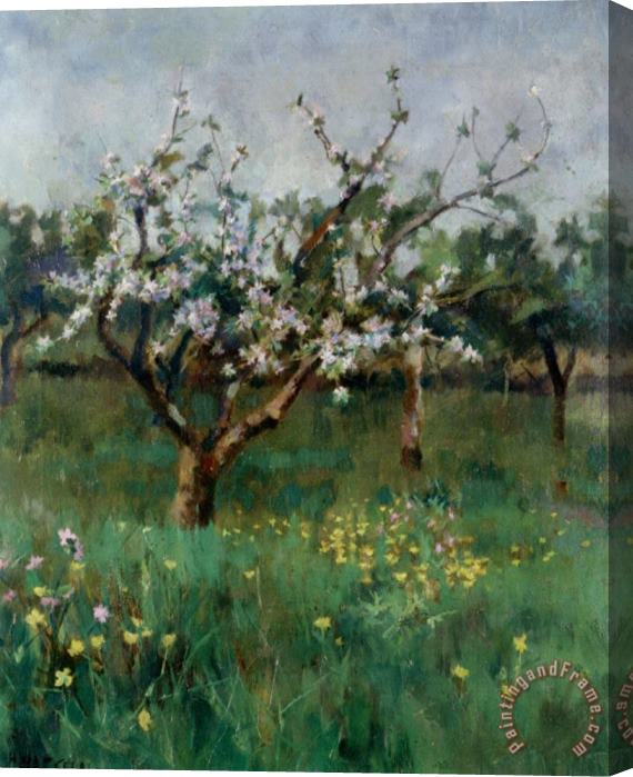 Harold Harvey Apple Blossom Stretched Canvas Painting / Canvas Art