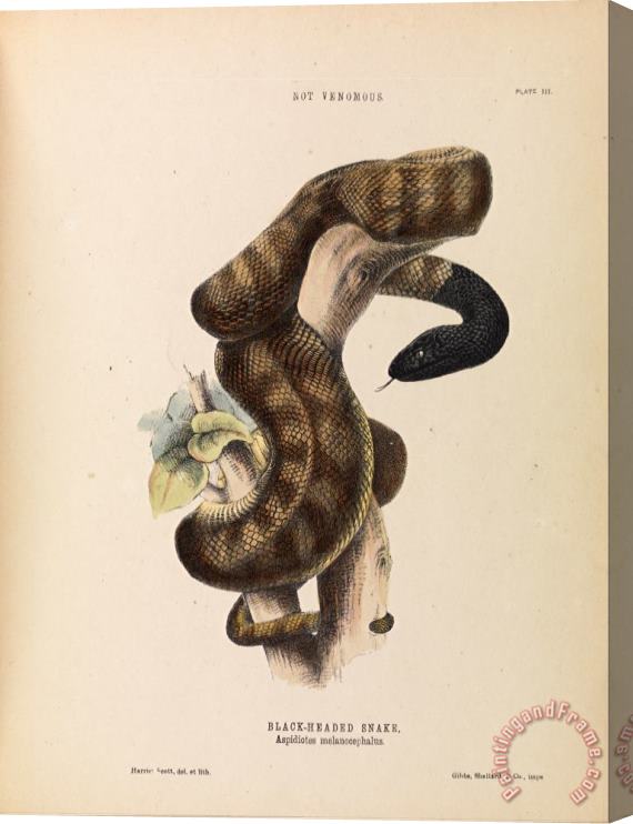 Harriet Scott Black Headed Snake, Aspidiotes Melanocephalus Stretched Canvas Painting / Canvas Art