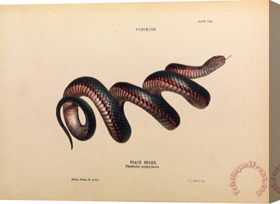 Helena Forde Black Snake, Pseudechis Porphyriacus Stretched Canvas Print / Canvas Art