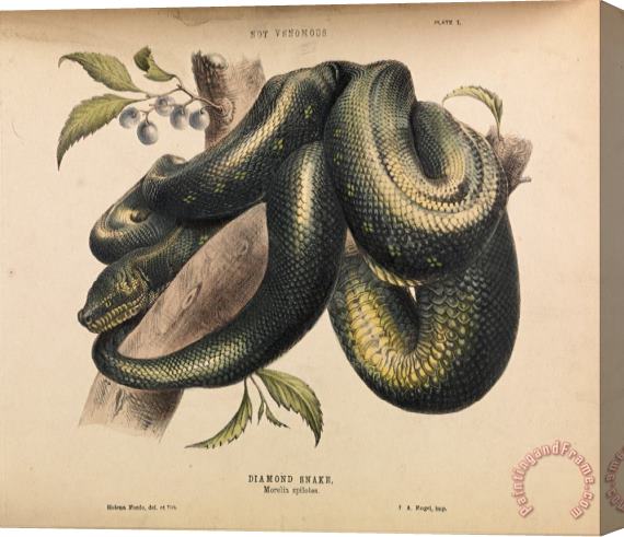 Helena Forde Diamond Snake, Morelia Spilotes Stretched Canvas Print / Canvas Art