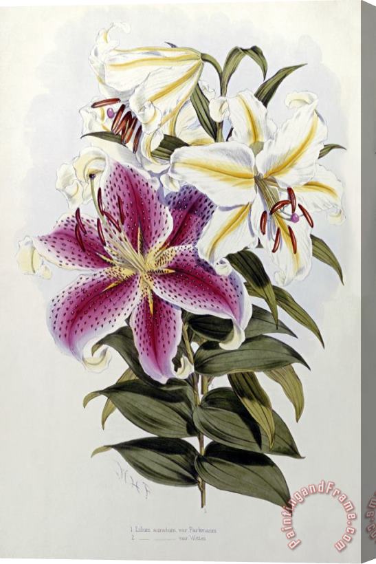 Henry John Elwes A Monograph of The Genus Lilium Stretched Canvas Print / Canvas Art