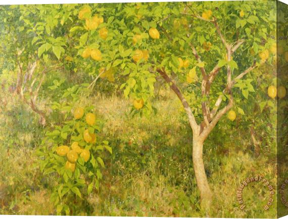 Henry Scott Tuke The Lemon Tree Stretched Canvas Print / Canvas Art