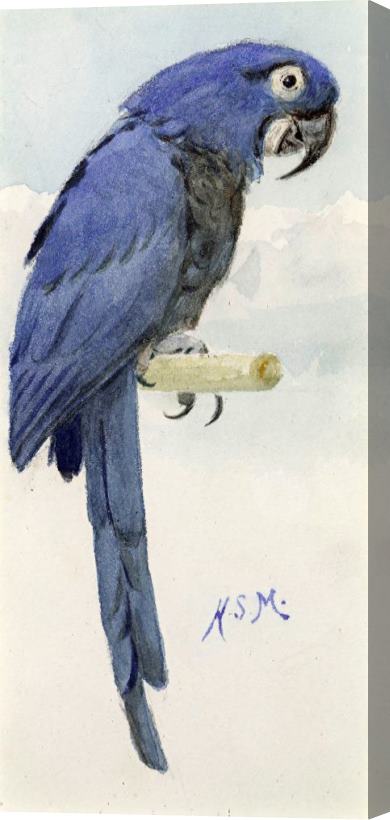 Henry Stacey Marks Hyacinth Macaw Stretched Canvas Print / Canvas Art