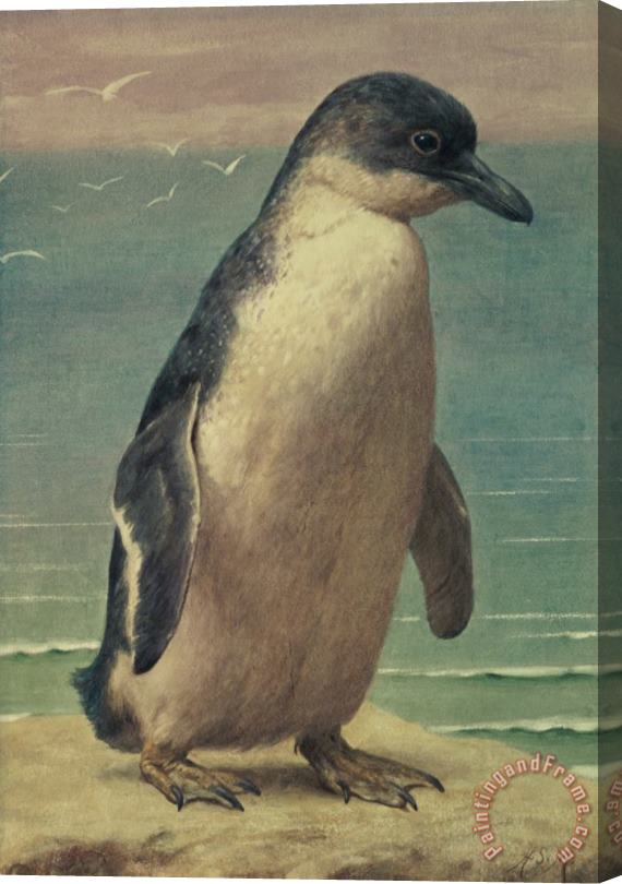 Henry Stacey Marks Study of a Penguin Stretched Canvas Print / Canvas Art