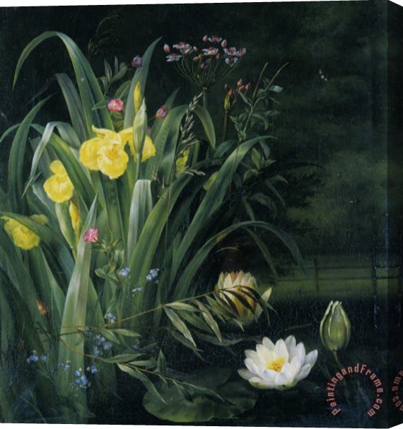 Hermania Sigvardine Neergaard Lily Pond Stretched Canvas Print / Canvas Art