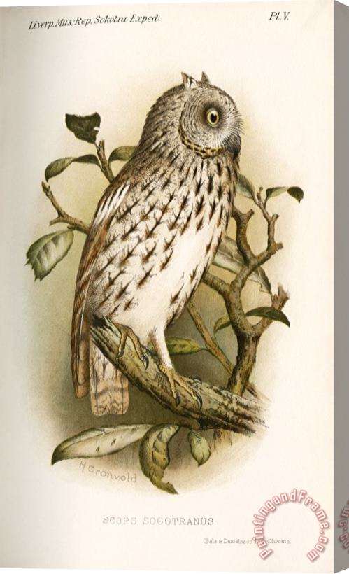 H.O. Forbes An Owl Scops Socotranus Stretched Canvas Print / Canvas Art