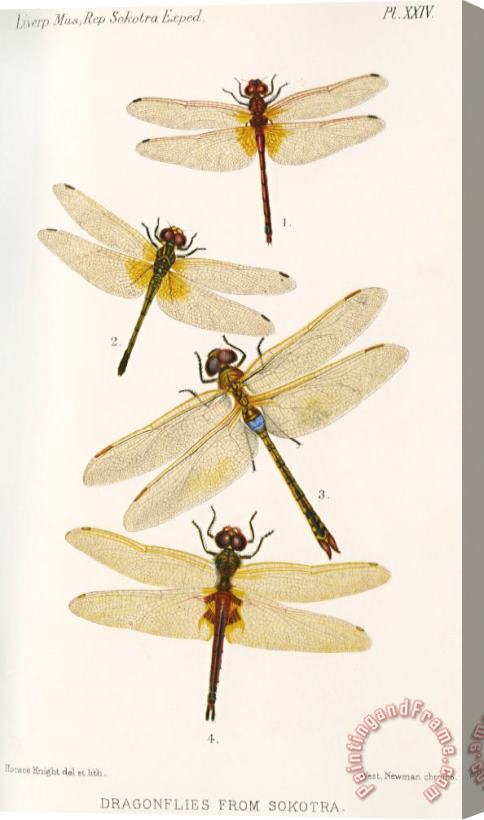 H.O. Forbes Dragonflies From Sokotra Stretched Canvas Print / Canvas Art