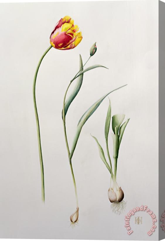 Iona Hordern Parrot Tulip Stretched Canvas Painting / Canvas Art