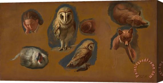 Jacques-Laurent Agasse Studies of a Fox, a Barn Owl, a Peahen, And The Head of a Young Man Stretched Canvas Painting / Canvas Art