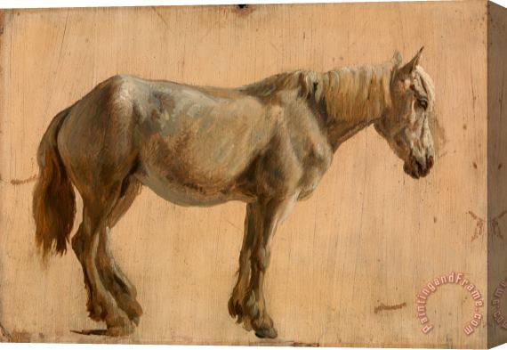 Jacques-Laurent Agasse Study of a Grey Horse Stretched Canvas Painting / Canvas Art