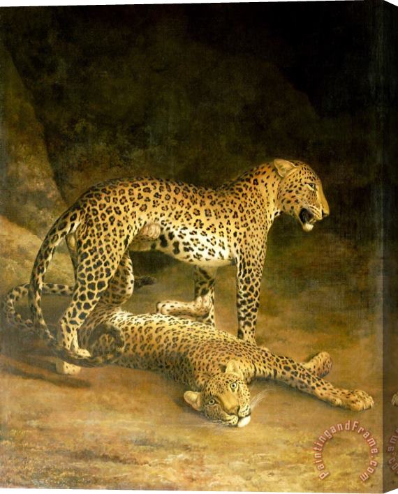 Jacques-Laurent Agasse Two Leopards Lying in The Exeter Exchange Stretched Canvas Painting / Canvas Art