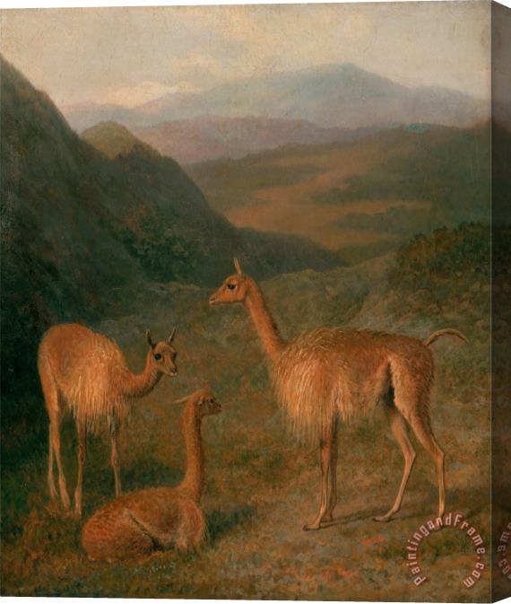 Jacques-Laurent Agasse Vicunas Stretched Canvas Painting / Canvas Art