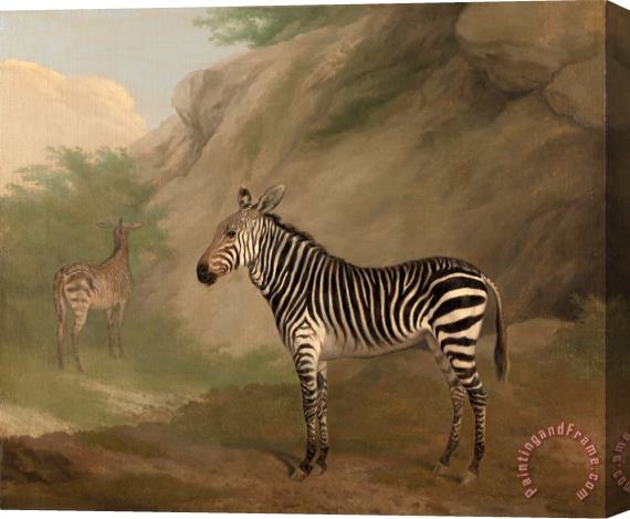 Jacques-Laurent Agasse Zebra Stretched Canvas Painting / Canvas Art