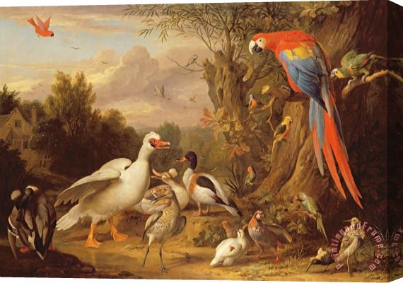 Jakob Bogdani A Macaw - Ducks - Parrots and Other Birds in a Landscape Stretched Canvas Painting / Canvas Art