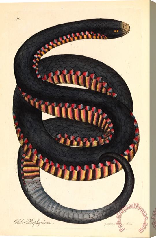 James Sowerby Crimson Sided Snake, Coluber Porphyriacus Stretched Canvas Painting / Canvas Art