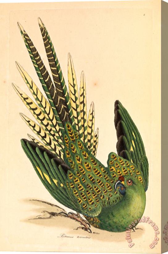 James Sowerby Ground Parrot, Psittacus Terrestris Stretched Canvas Print / Canvas Art
