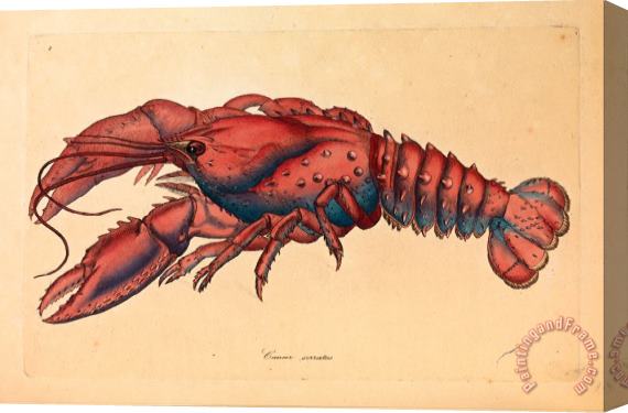 James Sowerby Serrated Lobster, Cancer Serratus Stretched Canvas Painting / Canvas Art