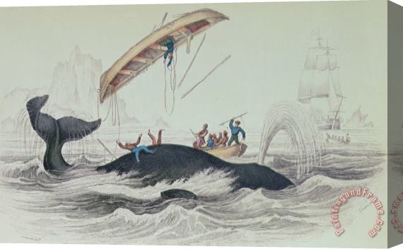 James Stewart Greenland Whale Book Illustration Engraved By William Home Lizars Stretched Canvas Print / Canvas Art