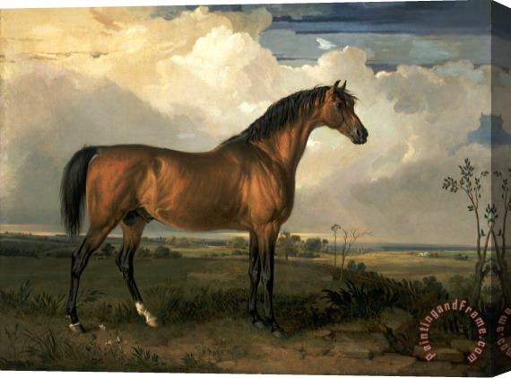 James Ward Eagle, a Celebrated Stallion Stretched Canvas Painting / Canvas Art