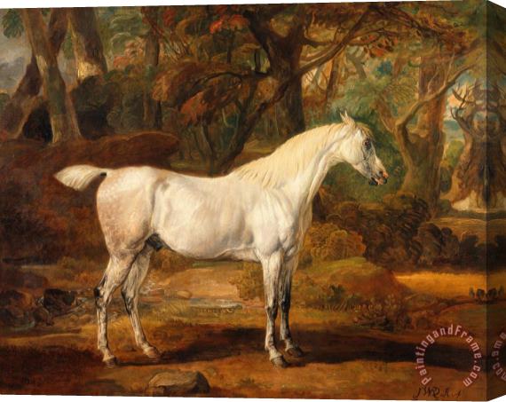 James Ward Grey Arabian Stallion, The Property of Sir Watkin Williams Wynn Stretched Canvas Print / Canvas Art