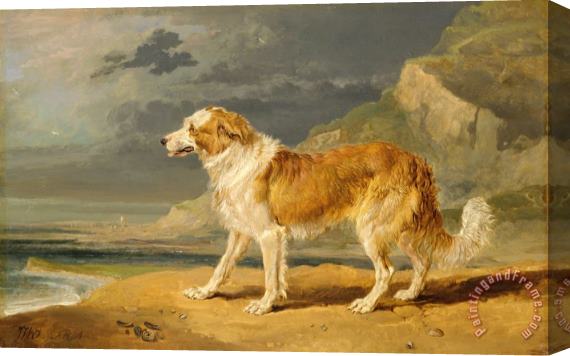 James Ward Rough Coated Collie Stretched Canvas Print / Canvas Art