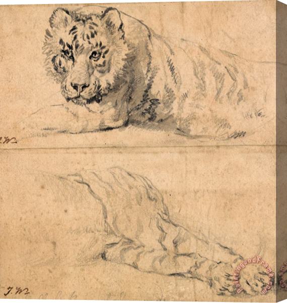 James Ward Studies of a Tiger; Above, Head And Shoulders; Below, Hindquarters Stretched Canvas Print / Canvas Art