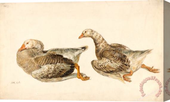 James Ward Studies of Geese Stretched Canvas Print / Canvas Art