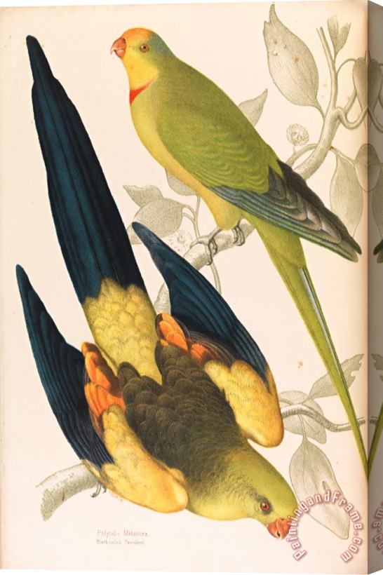 James Whitley Sayer Black Tailed Parrakeet, Polytelis Melanura And Green Leek Parakeet, Polytelis Barranandi Stretched Canvas Print / Canvas Art