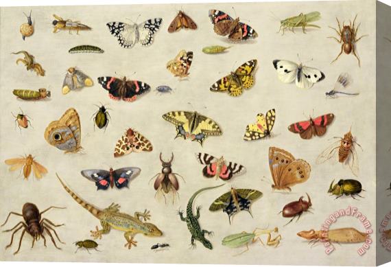 Jan Van Kessel A Study Of Insects Stretched Canvas Print / Canvas Art