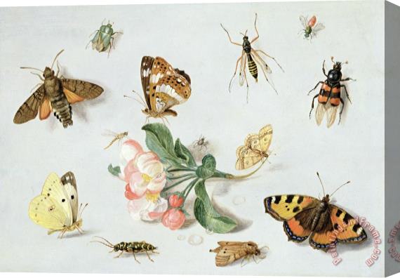 Jan Van Kessel Butterflies Moths And Other Insects With A Sprig Of Apple Blossom Stretched Canvas Painting / Canvas Art