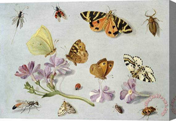 Jan Van Kessel Butterflies Stretched Canvas Print / Canvas Art