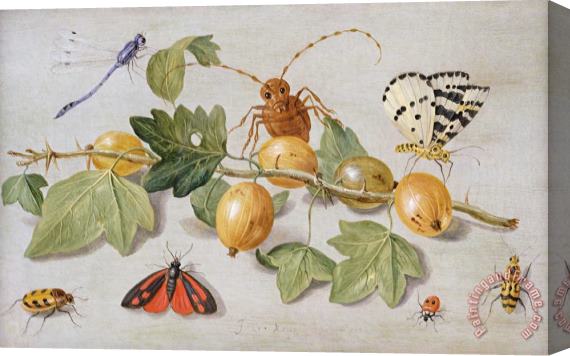 Jan Van Kessel Still Life Of Branch Of Gooseberries Stretched Canvas Print / Canvas Art