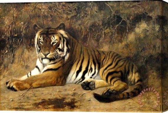 Jean Leon Gerome Tiger Springfield Ma Stretched Canvas Print / Canvas Art