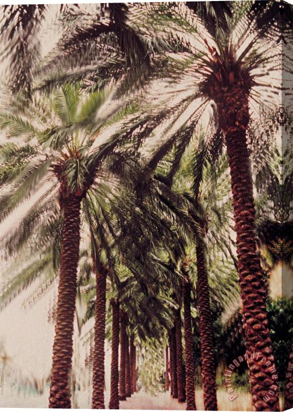 Jeanette Korab Palmtree Stretched Canvas Painting / Canvas Art