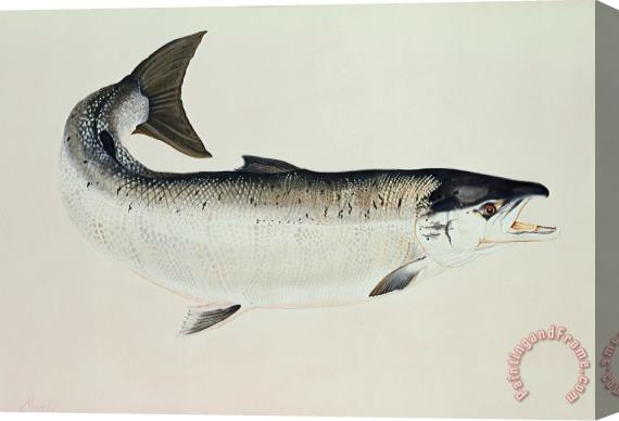 Jeanne Maze Salmon Stretched Canvas Painting / Canvas Art