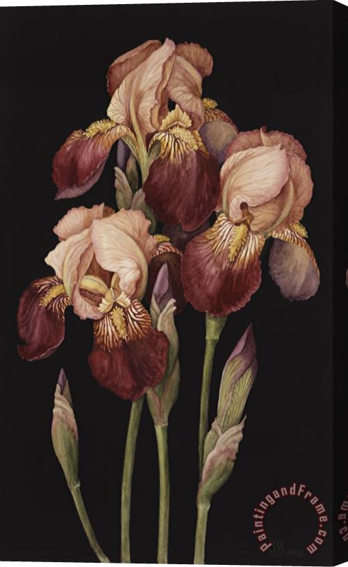 Jenny Barron Irises Stretched Canvas Painting / Canvas Art