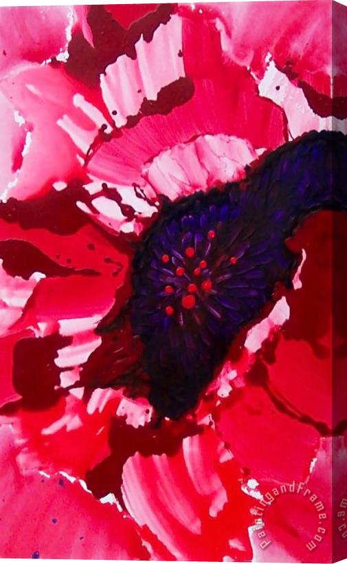 Jerome Lawrence Poppy Bloom Stretched Canvas Print / Canvas Art