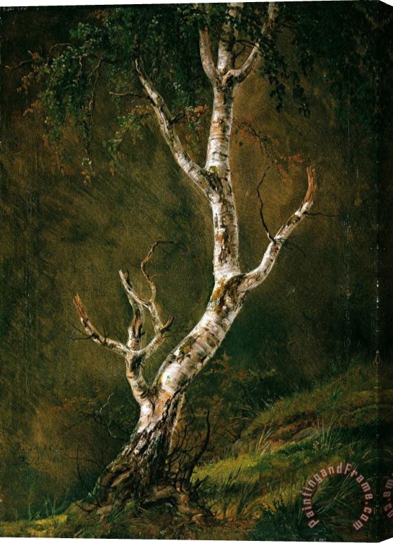 Johan Christian Dahl Study of a Birch Tree Stretched Canvas Painting / Canvas Art