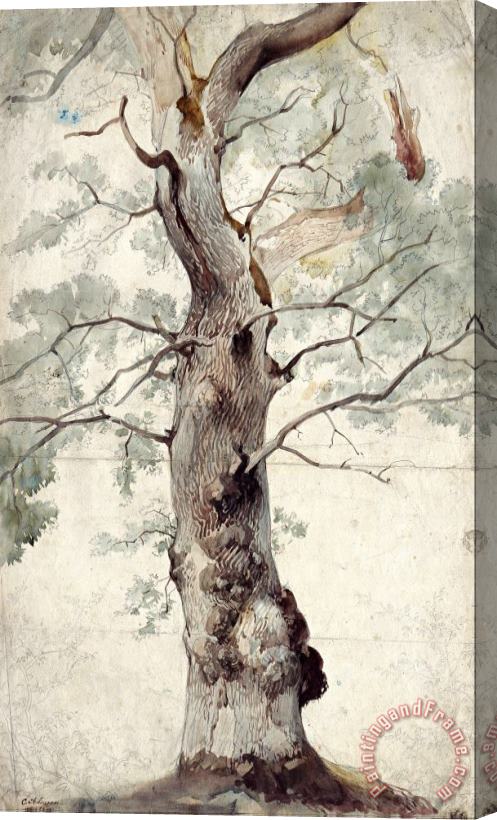 Johann Caspar Nepomuk Scheuren Study of a Tree Stretched Canvas Painting / Canvas Art
