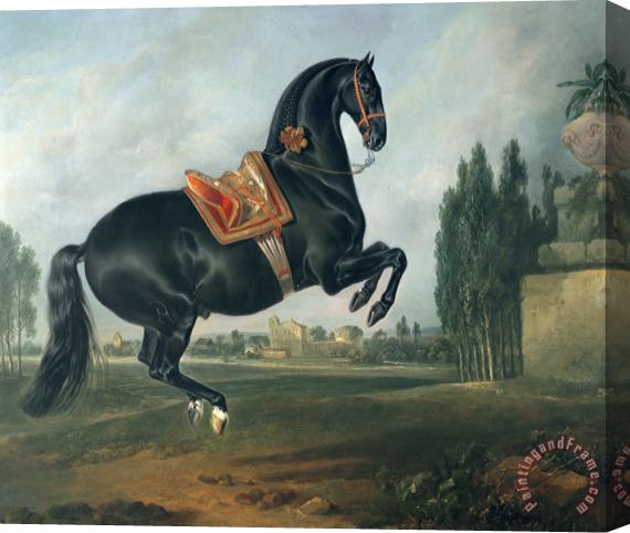Johann Georg Hamilton A black horse performing the Courbette Stretched Canvas Print / Canvas Art