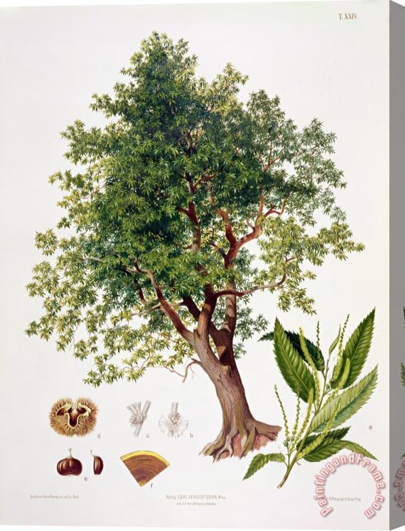 Johann Kautsky Sweet Chestnut Stretched Canvas Print / Canvas Art
