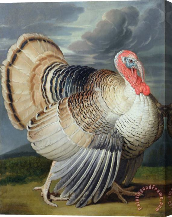 Johann Wenceslaus Peter Wenzal Portrait of a Turkey Stretched Canvas Painting / Canvas Art