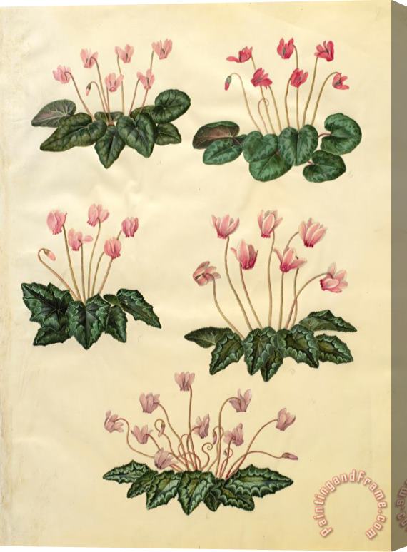Johannes Simon Holtzbecher Cyclamen Purpurascens; Cyclamen Hederifolium Stretched Canvas Print / Canvas Art