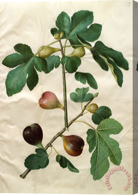 Johannes Simon Holtzbecher Ficus Carica Stretched Canvas Print / Canvas Art