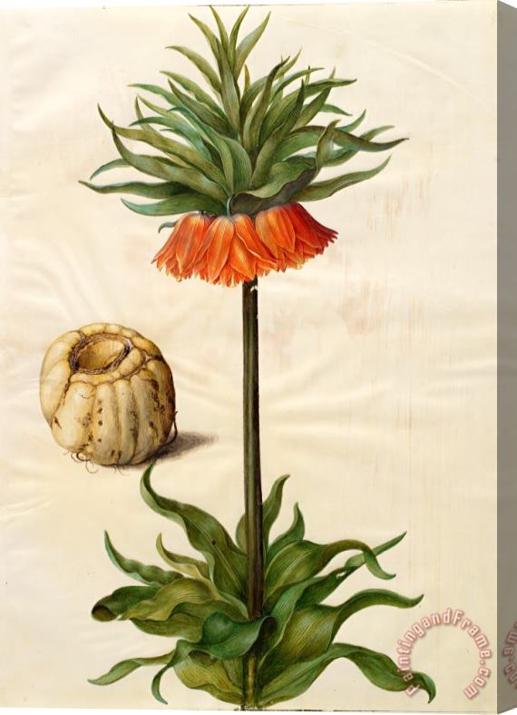 Johannes Simon Holtzbecher Fritillaria Imperialis Stretched Canvas Print / Canvas Art
