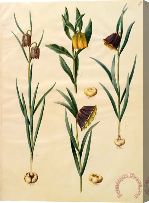Johannes Simon Holtzbecher Fritillaria Meleagris; Fritullaria Lutea Eller Fritullaria Latifolia Var Lutea; Fritillaria Pyrenaic Stretched Canvas Painting / Canvas Art