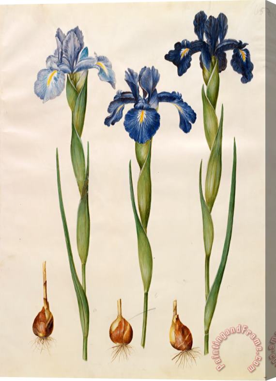 Johannes Simon Holtzbecher Iris Xiphioides Stretched Canvas Print / Canvas Art